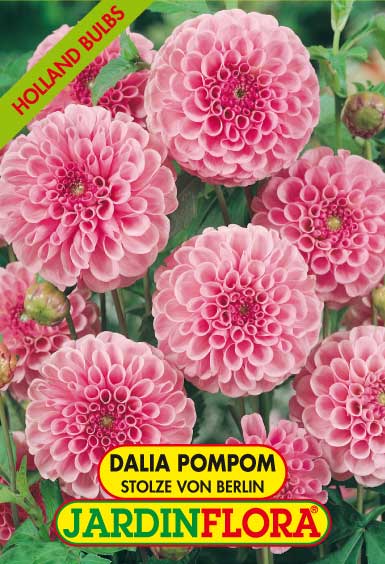 Dalia Pompom Stolze Von Berlin S/1