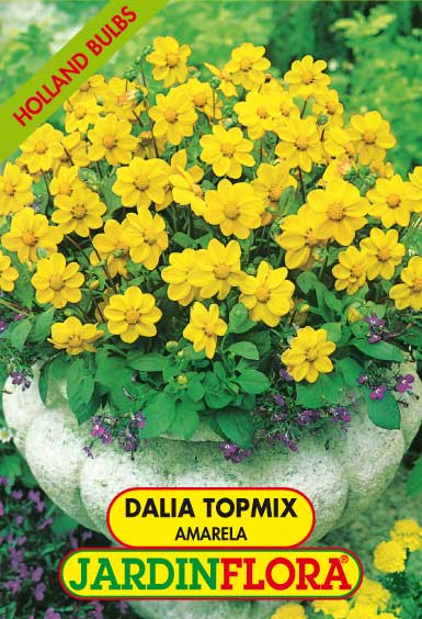 DALIA TOPMIX AMARELA C/1