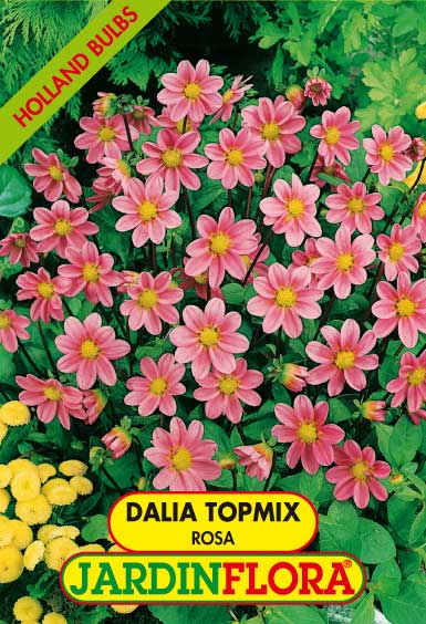 DALIA TOPMIX ROSA C/1