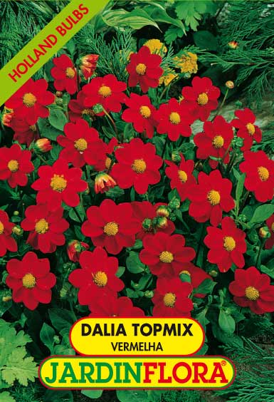 DALIA TOPMIX VERMELHA C/1