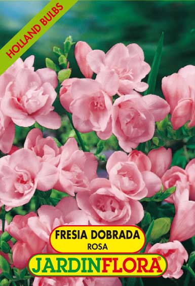 Frésia Dobrada Rosa S/10