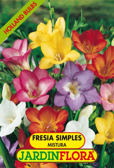 FRESIA SIMPLES MISTURA S/10