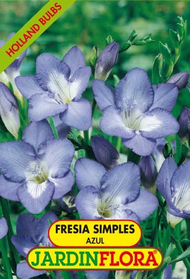 Frésia Simples Azul S/10