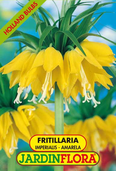 Fritillaria Imperialis Amarela S/1