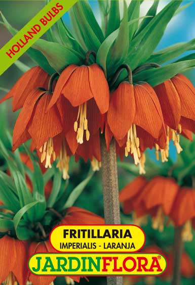 Fritillaria Imperialis Laranja S/1