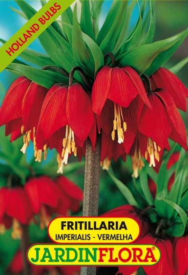 Fritillaria Imperialis Vermelha S/1