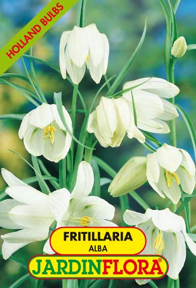 FRITILLARIA PERSICA ALBA WHITE S/1