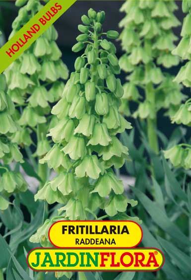 Fritillaria Raddeana S/1