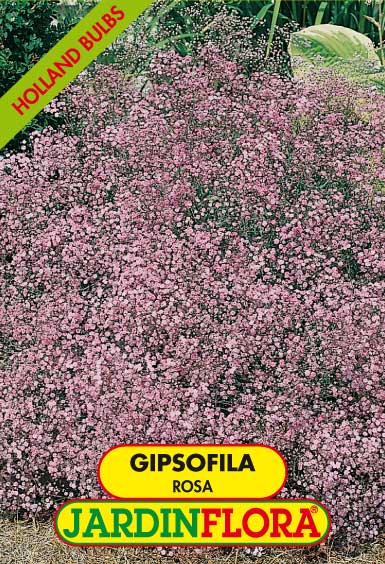 GIPSOFILA ROSA VIVAZ C/1