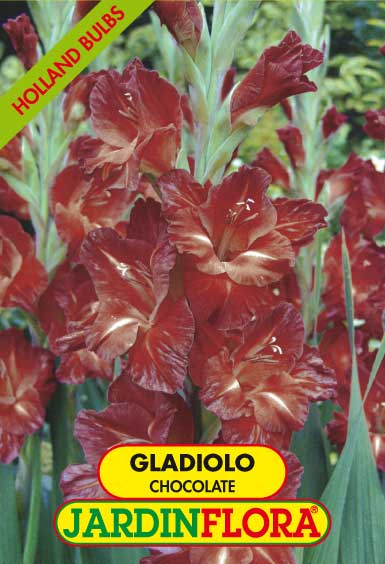 GLADIOLO CHOCOLATE 14+ S/6