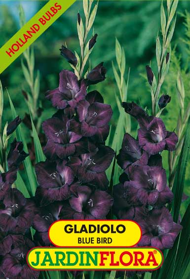 GLADIOLO BLUE BIRD  C/6