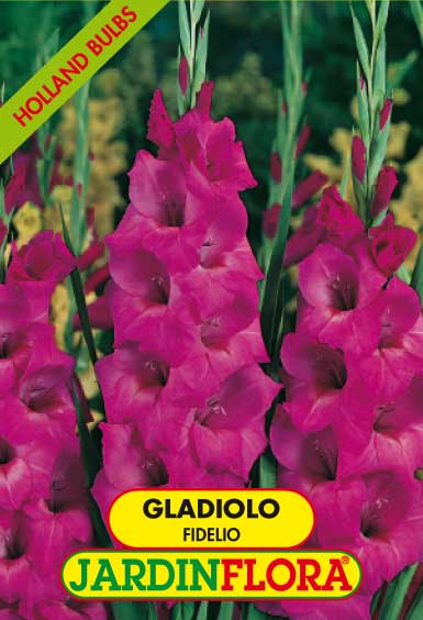 GLADIOLO FIDELIO C/6