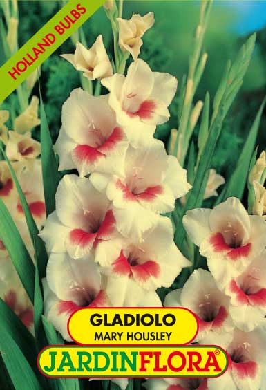 GLADIOLO MARY HOUSLEY C/6