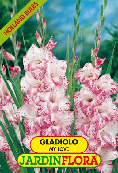 GLADIOLO MY LOVE C/6