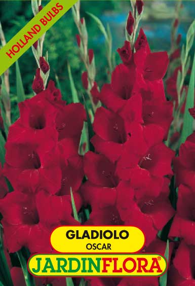 GLADIOLO OSCAR - Vermelho c/6