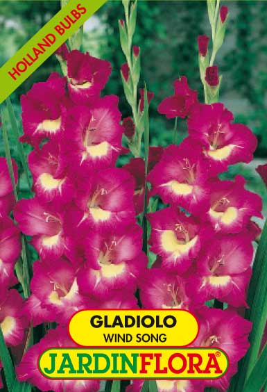 GLADIOLO WIND SONG C/6