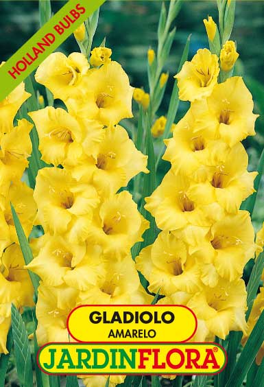 GLADIOLO AMARELO C/6