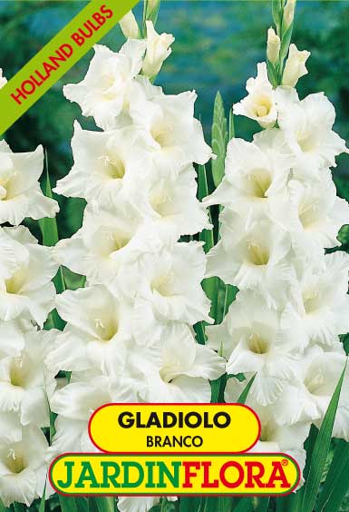 Gladiolo Branco C/6 bolbo ➞ comprar online no Hortaria