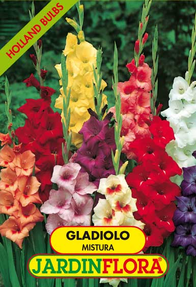 GLADIOLO MISTURA C/6