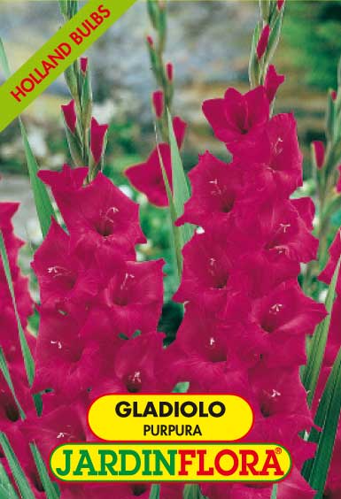 GLADIOLO PURPURA C/6