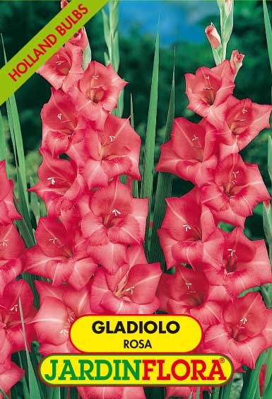GLADIOLO ROSA C/6
