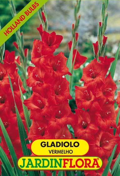 GLADIOLO VERMELHO C/6