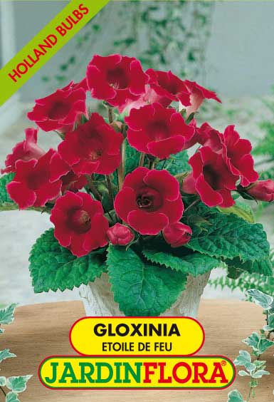 GLOXINIA ETOILE DE FEU C/2