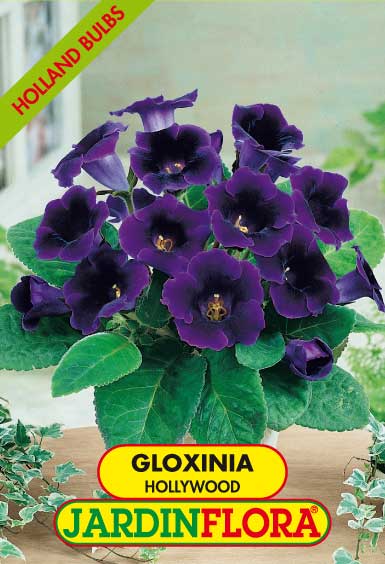 GLOXINIA HOLLYWOOD C/2