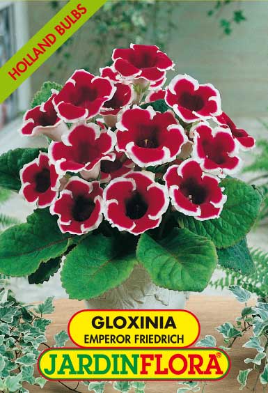 GLOXINIA IMPERADOR FRIEDRICH C/2