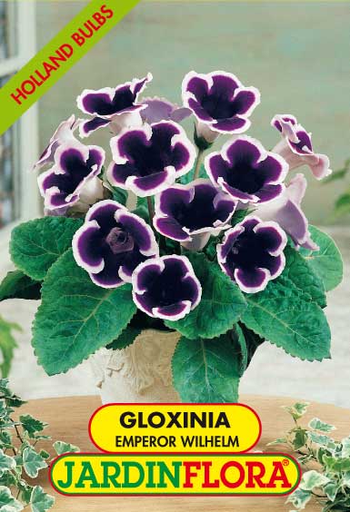 GLOXINIA IMPERADOR WILHELM C/2