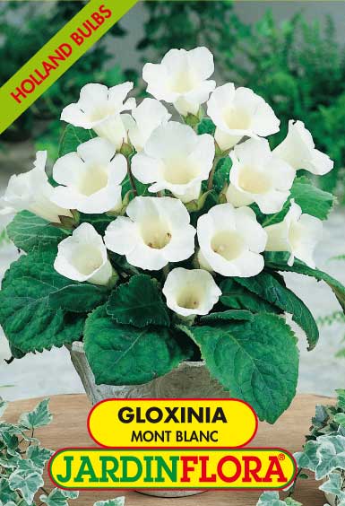 GLOXINIA MONT BLANC C/2