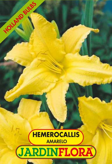 HEMEROCALLIS AMARELO C/1