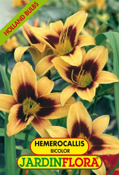 HEMEROCALLIS BICOLOR C/1