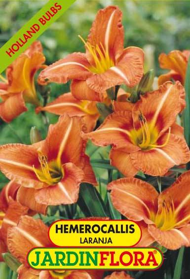 HEMEROCALLIS LARANJA C/1