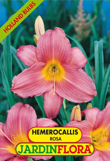 HEMEROCALLIS ROSA C/1