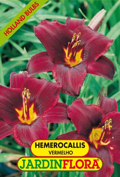 HEMEROCALLIS VERMELHO C/1