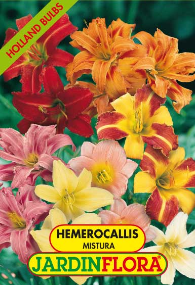 HEMEROCALLIS MISTURA S/2