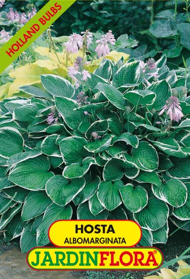 HOSTA ALBOMARGINATA C/1