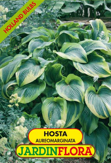 HOSTA AUREOMARGINATA C/1