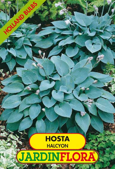 HOSTA HALCYON C/1