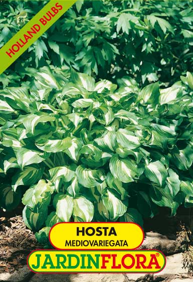 HOSTA MEDIOVARIEGATA C/1