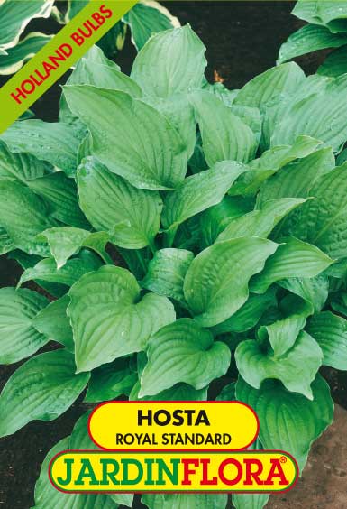 HOSTA ROYAL STANDARD C/1