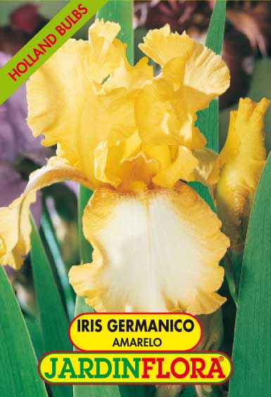 Iris Germanico Amarelo C/1