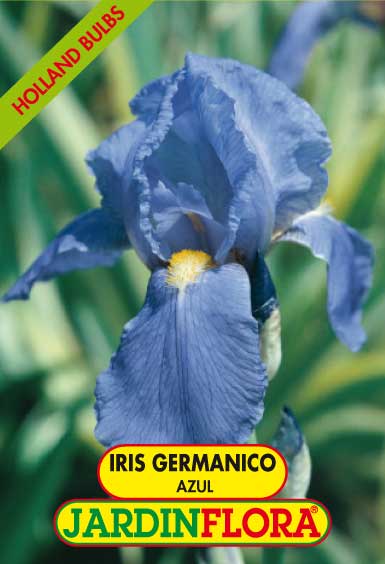 Iris Germanico Azul C/1