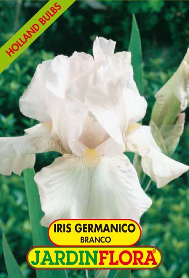 Iris Germanico Branco C/1