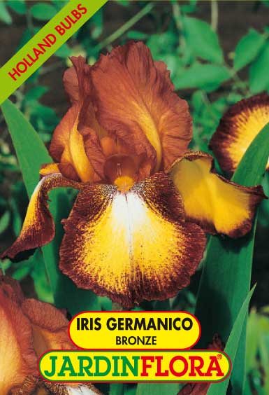 Iris Germanico Bronze C/1