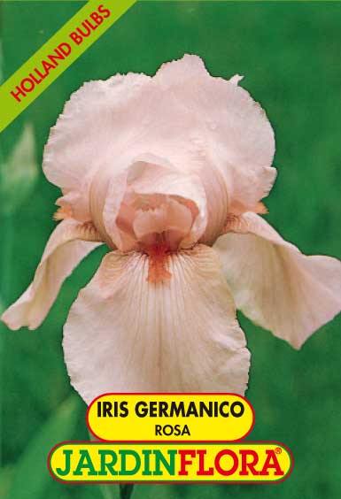 Iris Germanico Rosa C/1