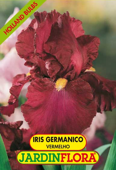 IRIS GERMANICO VERMELHO S/1