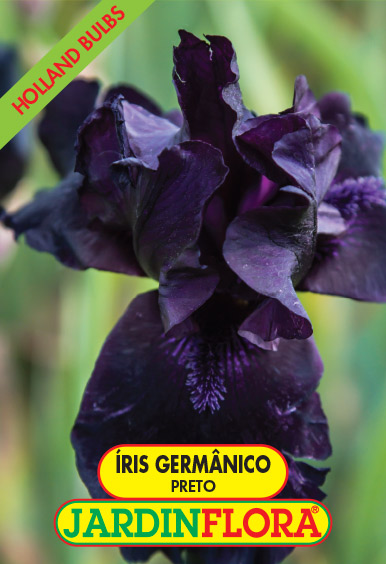 Iris Germanico Preto C/1