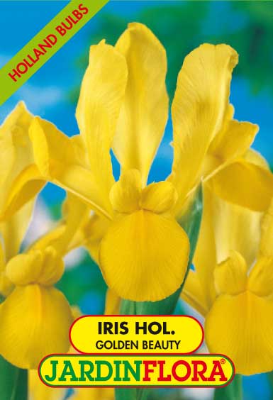 IRIS HOL. GOLDEN BEAUTY S/10